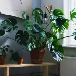 legjobb szobanövények