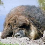 Mangalica