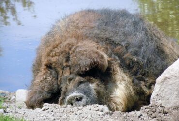 Mangalica