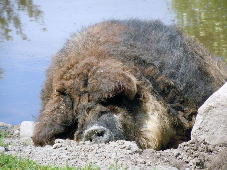 Mangalica