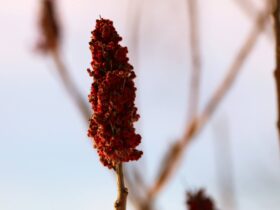 Sumac – egy izgalmas és ritka fűszer, amit megéri kipróbálni