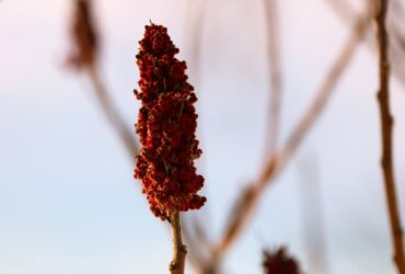 Sumac – egy izgalmas és ritka fűszer, amit megéri kipróbálni