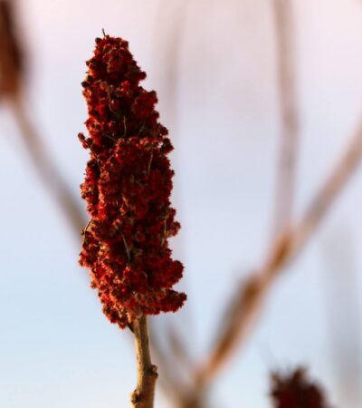 Sumac – egy izgalmas és ritka fűszer, amit megéri kipróbálni