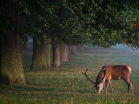 Vadhús az étlapon: egészség vagy veszély?
