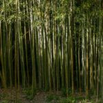 Bambusz – így tudod megoldani, hogy ne szaporodjon el a kertben