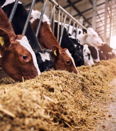 Szarvasmarhák.